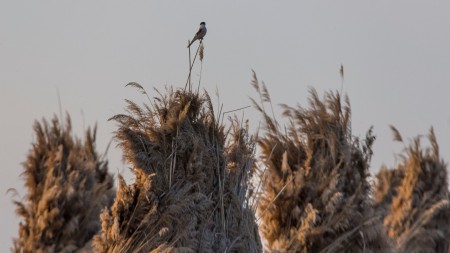 Nagy őrgébics (Lanius excubitor) - őrségben